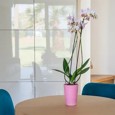 Tiamo Secrets Palm Garden By Travelpro - Vourvourou Halkidiki Villa *